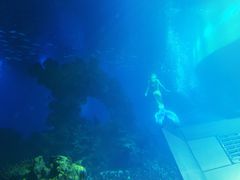 -海棠湾洲际-涛·海底餐厅·美人鱼·自助餐·海底隧道