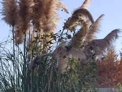 -白鹭湾湿地公园