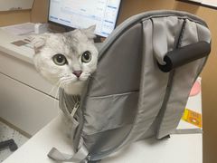 -瑞派康怡24h宠物医院·犬猫医疗中心·微创绝育(瑞景分院)