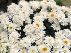 -金科花卉市场