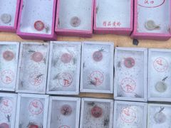 -中环花鸟鱼虫市场