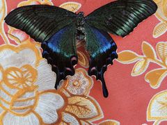 -大连天门山国家森林公园