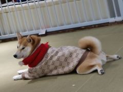 -逗柴咖啡屋·狗咖猫咖宠物桌游