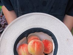 -老袁家蜜桃农场·阳山水蜜桃