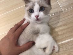 -momokira米努特·德文卷毛猫·棉花面纱犬