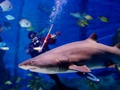 -悉尼海洋生物水族馆