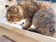 -猫小院猫主题餐厅(南锣旗舰店)