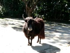 -深圳野生动物园