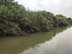 -大湾区中央湿地公园