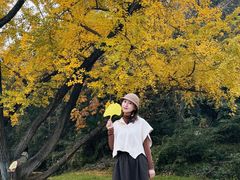 -千年银杏谷文化旅游区