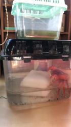 -周忆刺青原创设计定制