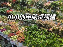 -大自然花鸟鱼虫市场