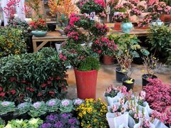 -双季花艺园艺市场(浦东店)