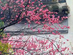 -八大山人梅湖景区