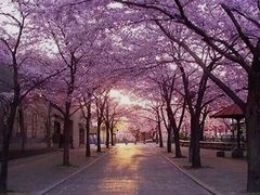 -井之头恩赐公园