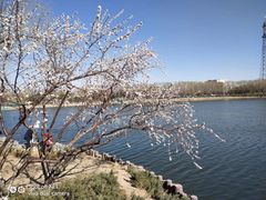 -大兴滨河森林公园