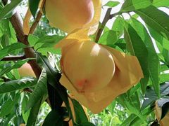 -老袁家蜜桃农场·阳山水蜜桃