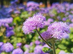 -黑龙江省森林植物园