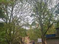 -青龙山国家森林公园