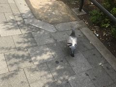 -秋叶原电器街