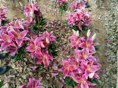 -松山湖梦幻百花洲
