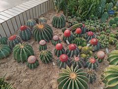 -深圳仙湖植物园