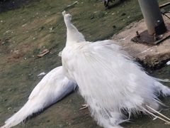 -哈尔滨北方森林动物园