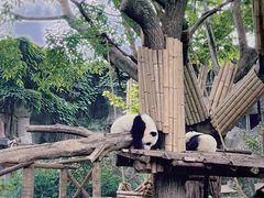 -成都大熊猫繁育研究基地