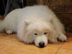 -more than meow吴止猫主题餐厅(承德 中船汇店)