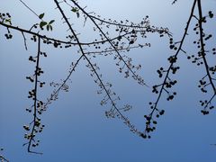 -上海滨江森林公园