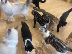 -有喵·猫咖·狗咖·30几只猫10只小狗(岗厦店)
