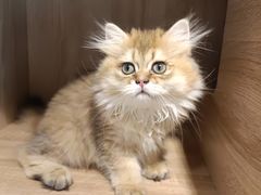 -PETKIT小佩宠物·低压洗护(国顺东路店)