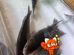 -山野的朋友露营炭火烤肉