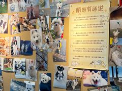 -翊宠yipet猫狗购宠庄园犬舍•猫舍