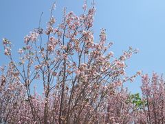 -天适樱花悠乐园