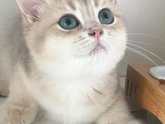 -东方名猫馆·英短金渐层布偶猫舍(环线广场1号楼店)