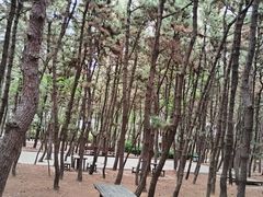 -林海公园