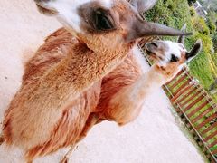 -泉州海丝野生动物世界