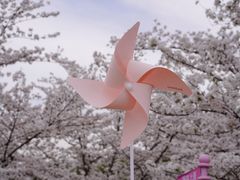 -顾村公园