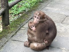 -峨眉山风景名胜区