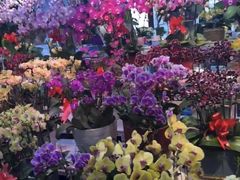 -长春青怡坊鲜花批发(青怡坊花鸟市场店)
