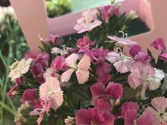 -森野花艺培训·企业团建活动沙龙