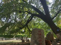 -千年银杏谷文化旅游区