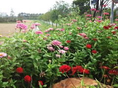 -上海长兴岛郊野公园