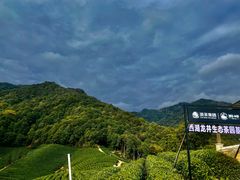 -龙坞茶村