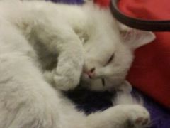 android_upload_pic-Sirena海妖日咖夜酒