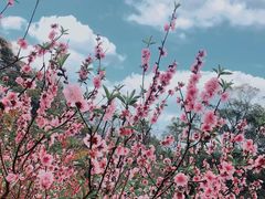 -桃花涧