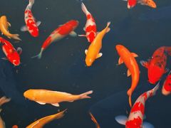 -同里湖大饭店-怡景轩中餐厅(同里古镇店)