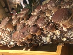 -大头椰·椰子鸡火锅(南宁万象城店)