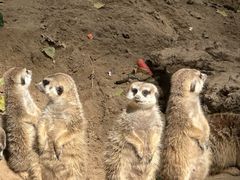 -北京野生动物园